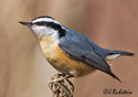 Sitta canadensis